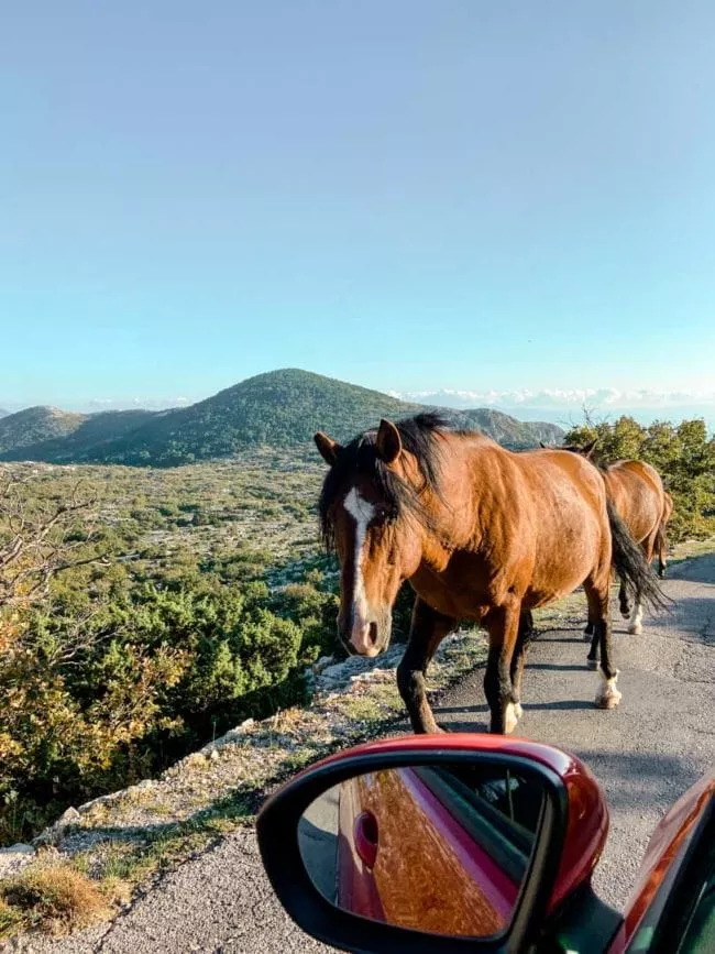 makarska rivera biokovo gebirge wildpferde makarska rivera biokovo gebirge wildpferde