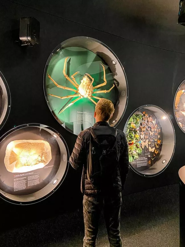 naturkundemuseum bamberg