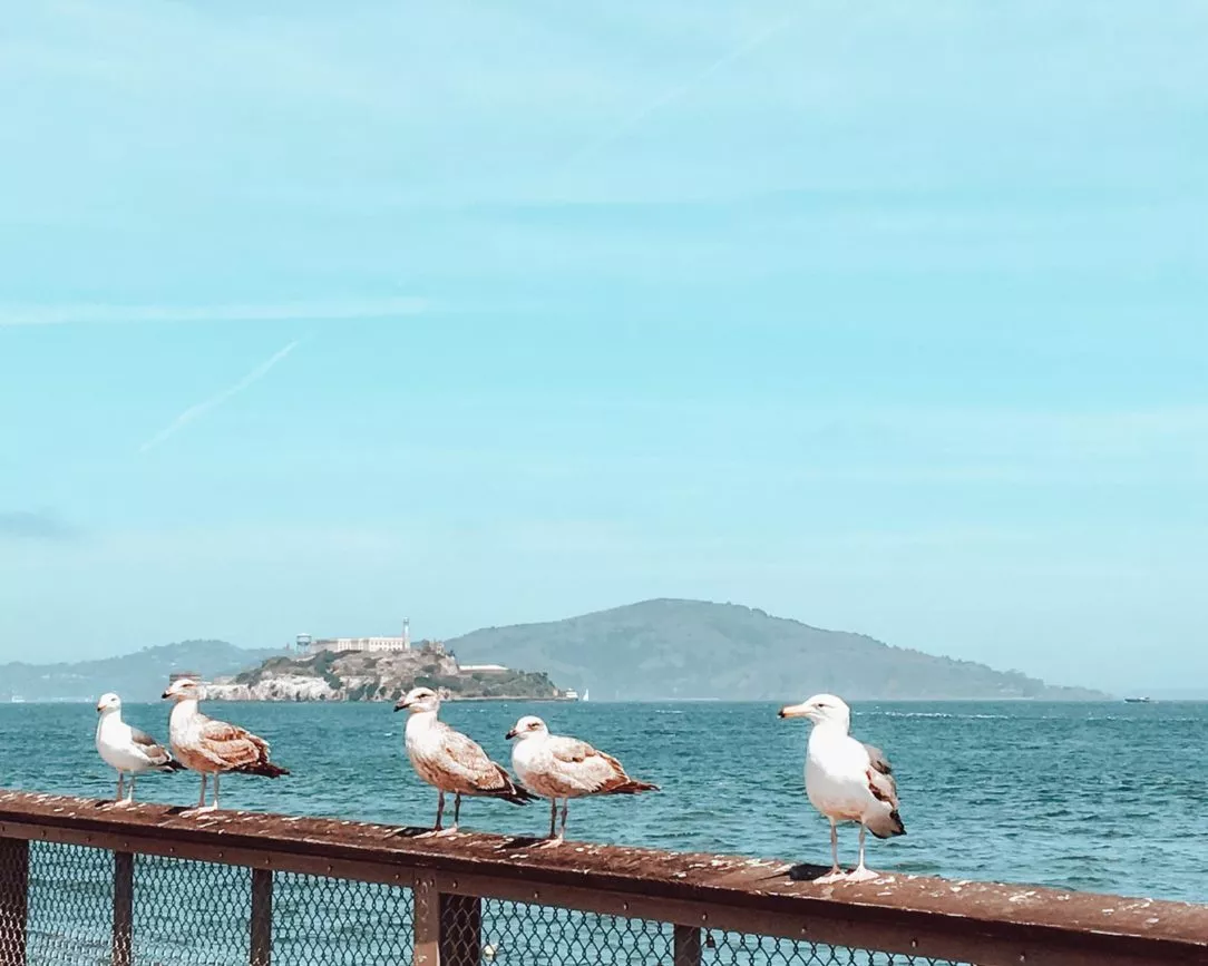 San Francisco Fishermans Wharf ausblick alcatraz
