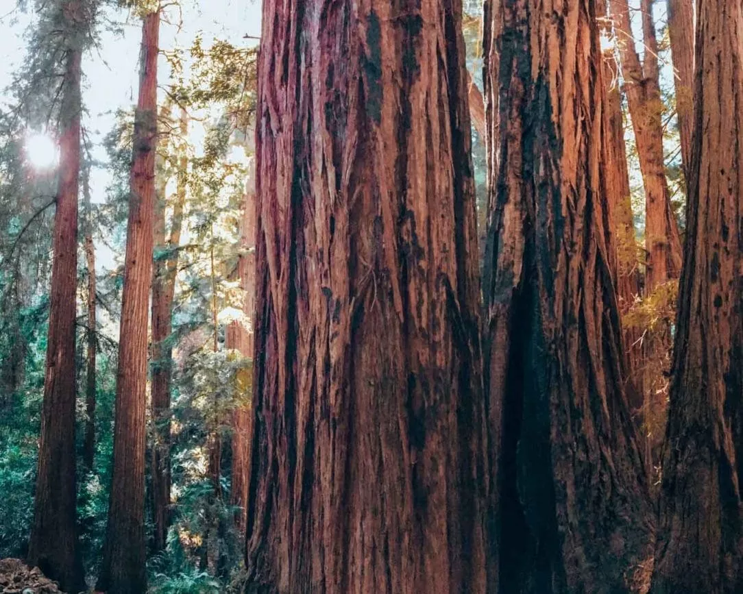 San Francisco Muir Woods mammutbaum 2