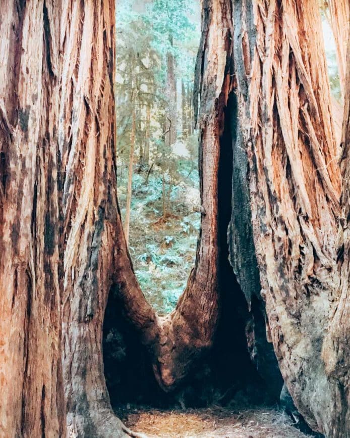 san francisco muir woods mammutbaum 3