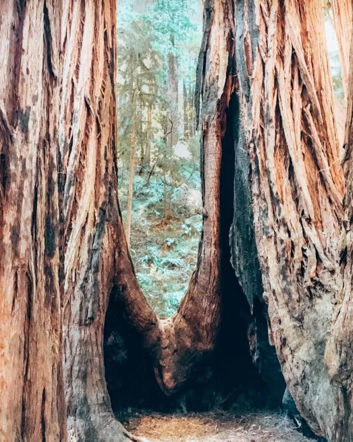 san francisco muir woods mammutbaum 3 san francisco muir woods mammutbaum 3
