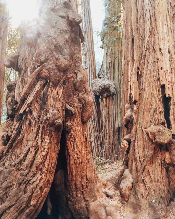 San Francisco Muir Woods mammutbaum