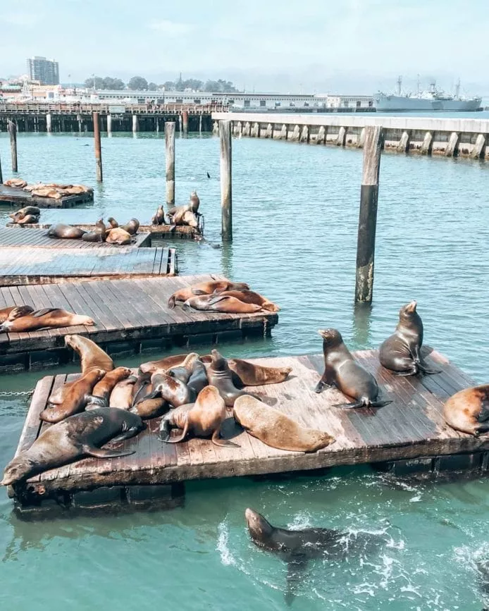 San Francisco Pier 39 seelöwen