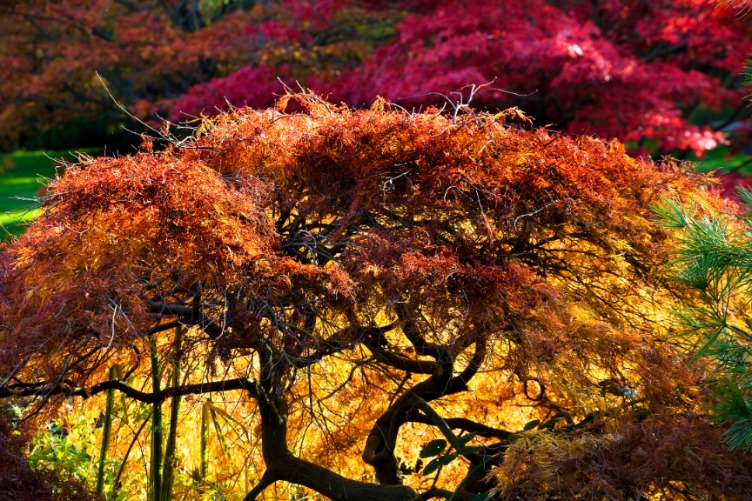 Van Husen Garden Vancouver Van Dusen Botanischer Garten