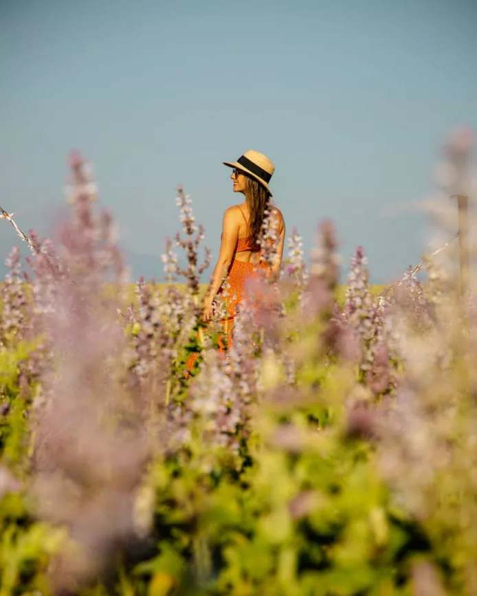 blumenfelder valensole