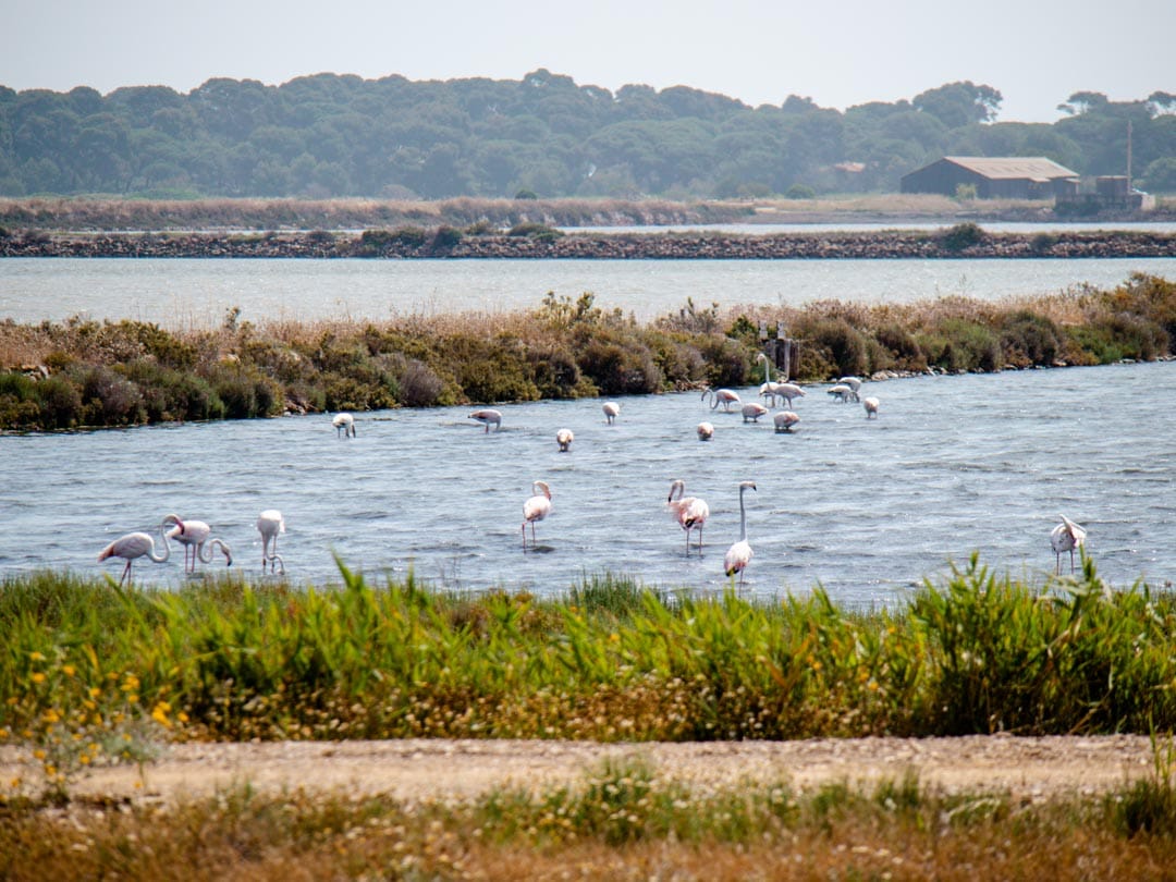 cote dazur strand de lalmanarre flamingos Côte d’Azur Strand de l'Almanarre flamingos