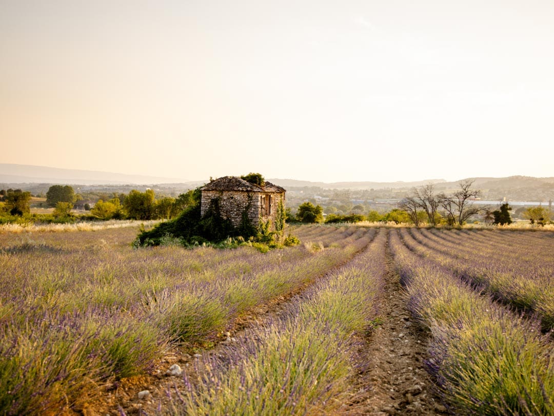 Lavendelfelder Luberon Provence Frankreich