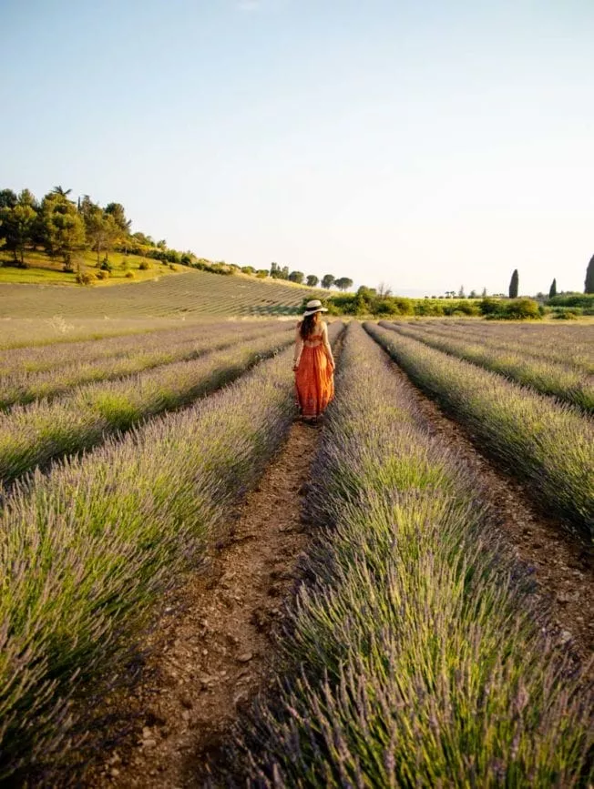 lavendelfelder provence lavendelfelder provence