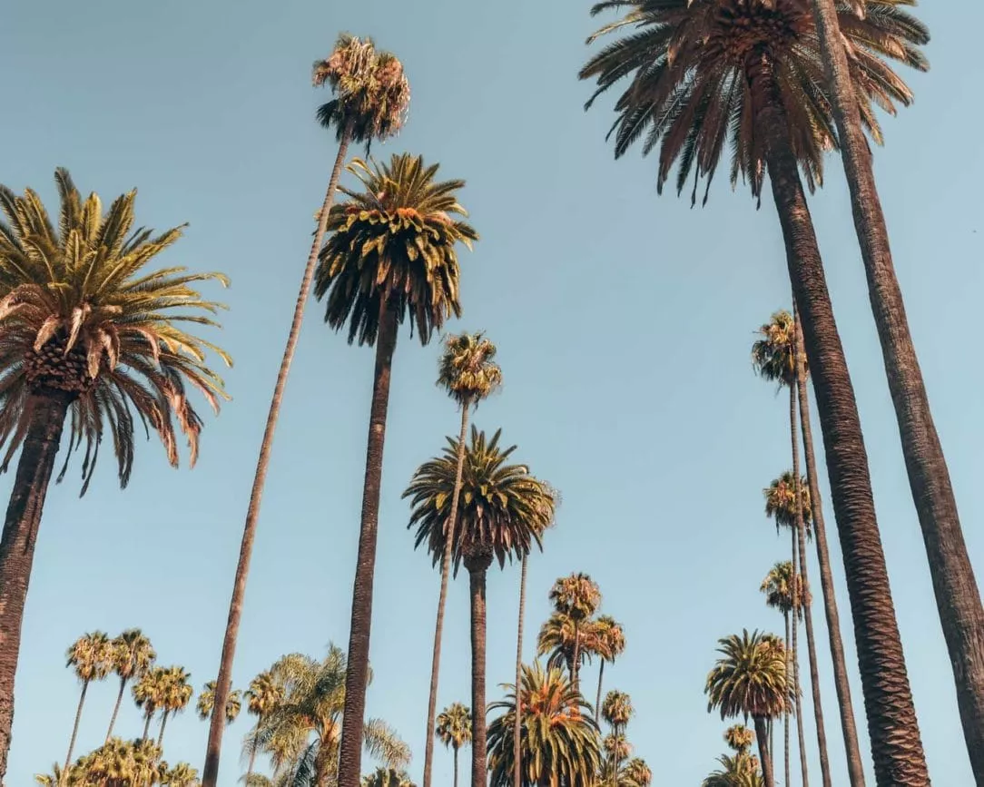 Los Angeles Beverly Hills palmen