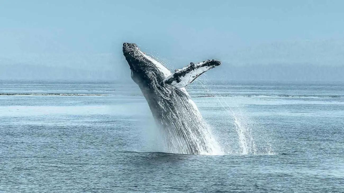 Los Angeles Whale Watching