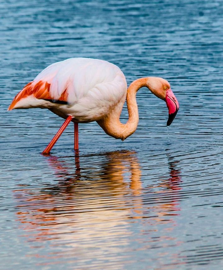 provence camargue flamingo