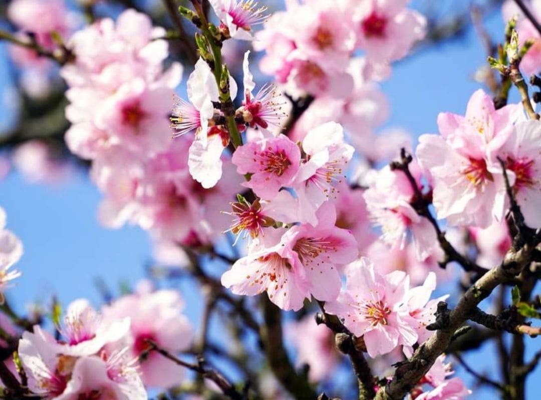 rheinland pfalz pfaelzer mandelbluete rheinland pfalz pfaelzer mandelbluete