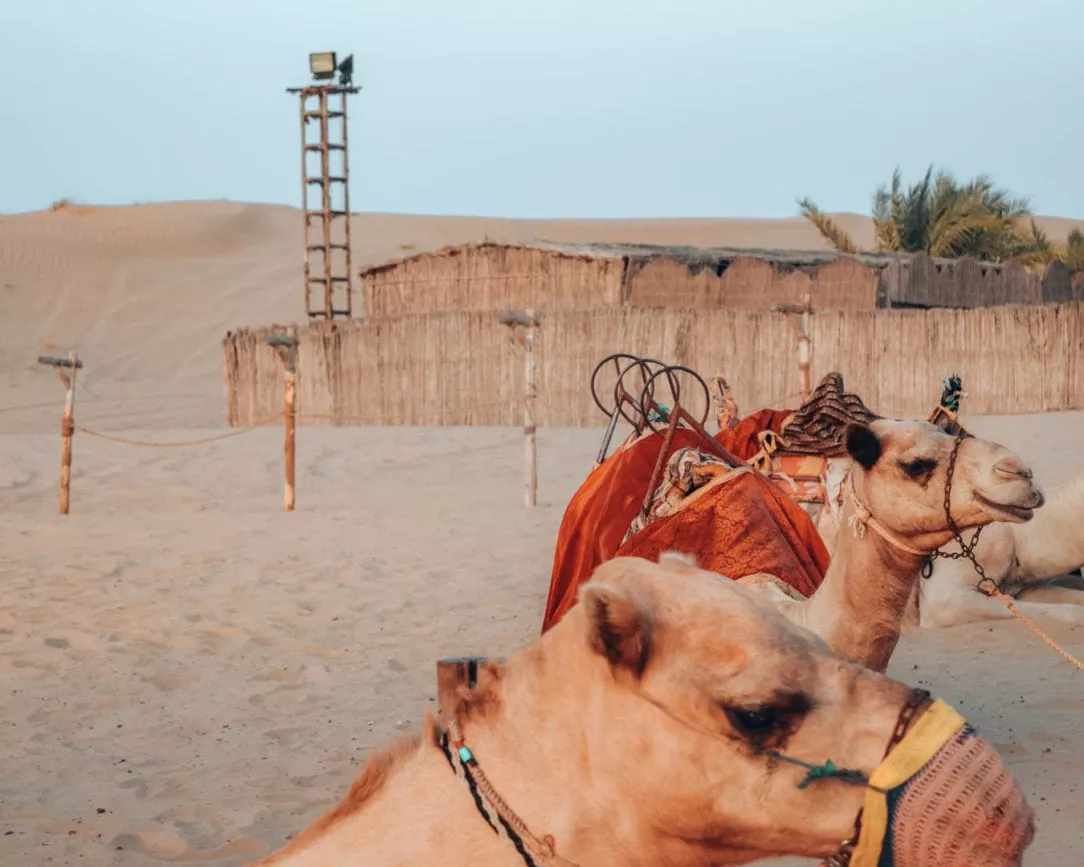 Dubai wüstensafari kamele