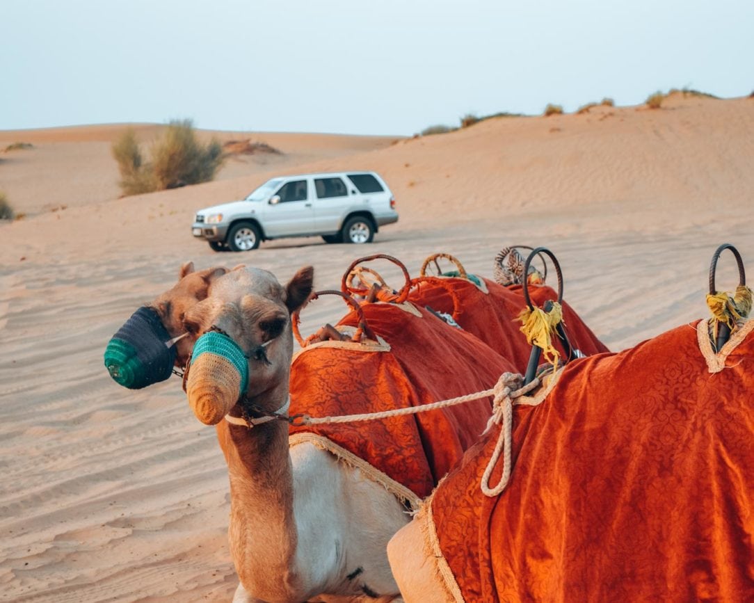 dubai wuestentour kamele