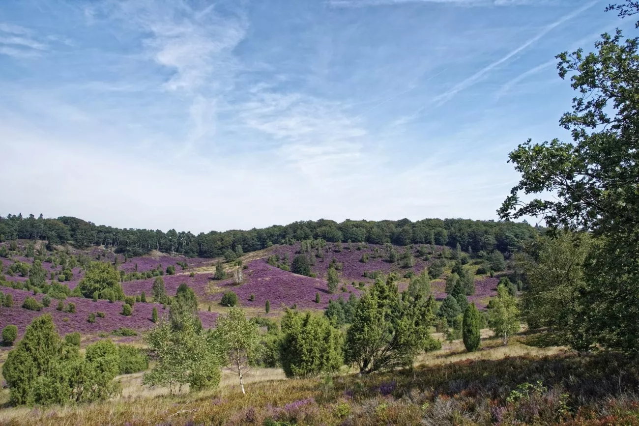 lüneburger heide