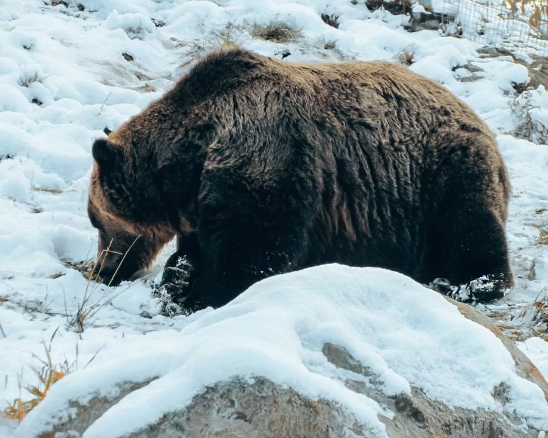 Vancouver Grouse Mountain Bär