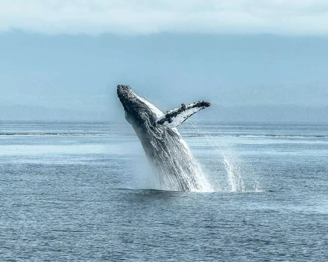 vancouver whale watching Vancouver Whale Watching