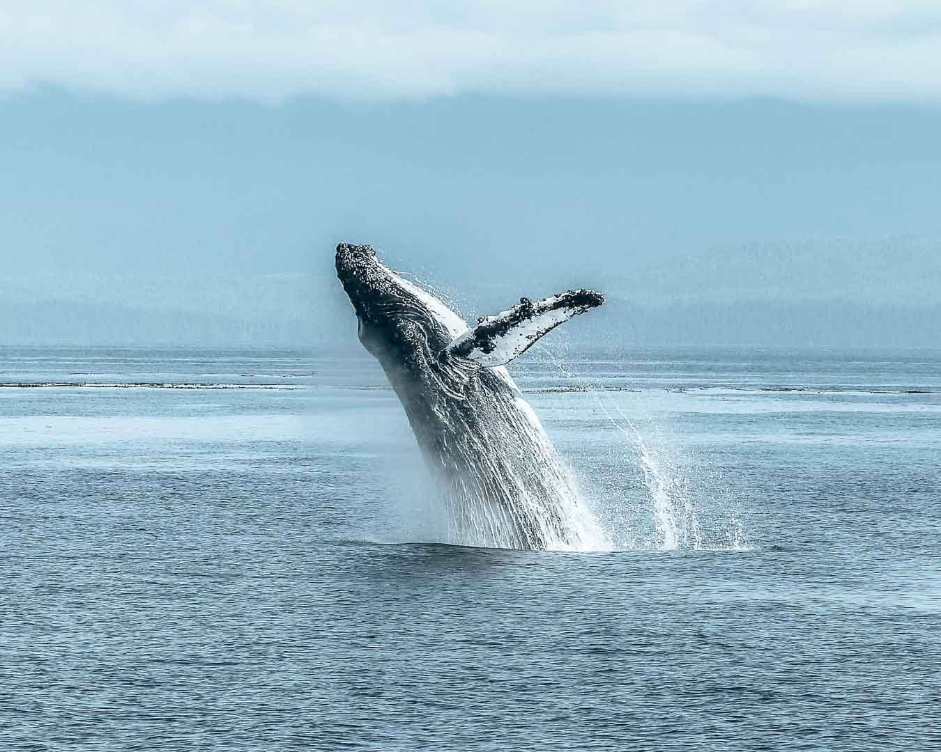 Vancouver Whale Watching