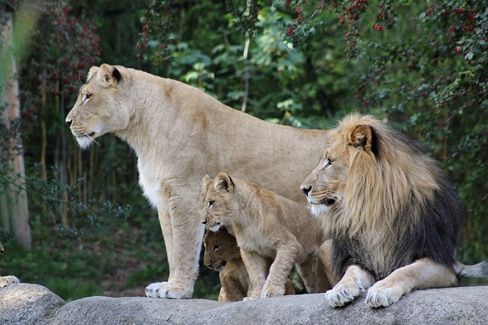 Sachsen Zoo Leipzig