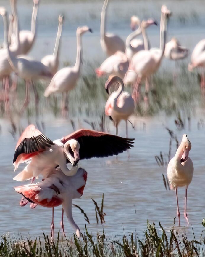 andalusien donana nationalpark flamingos