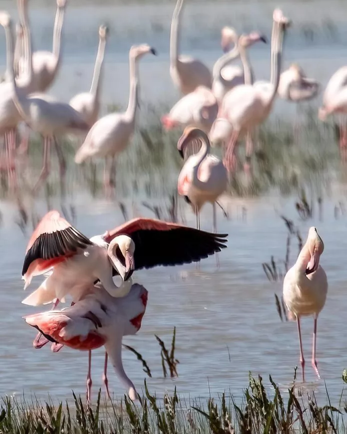 andalusien donana nationalpark flamingos andalusien donana nationalpark flamingos