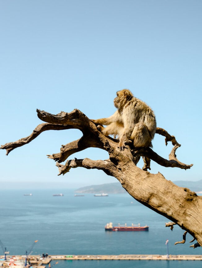 andalusien gibraltar affe
