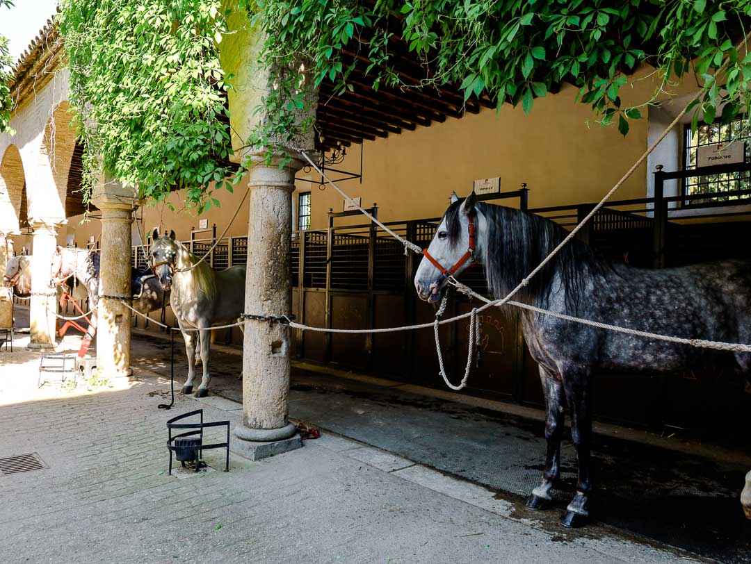 cordoba koeniglicher marstall pferde cordoba koeniglicher marstall pferde