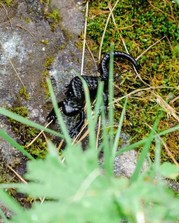 nationalpark hohe tauern wandern wildnisgebiet sulzbachtäler 7