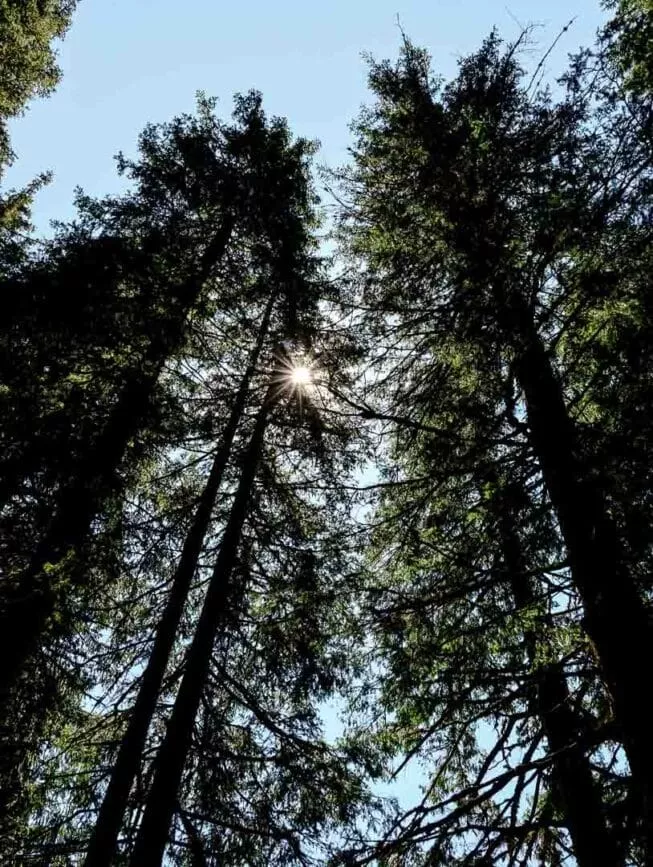 Saalbach Hinterglemm Wald Wellness