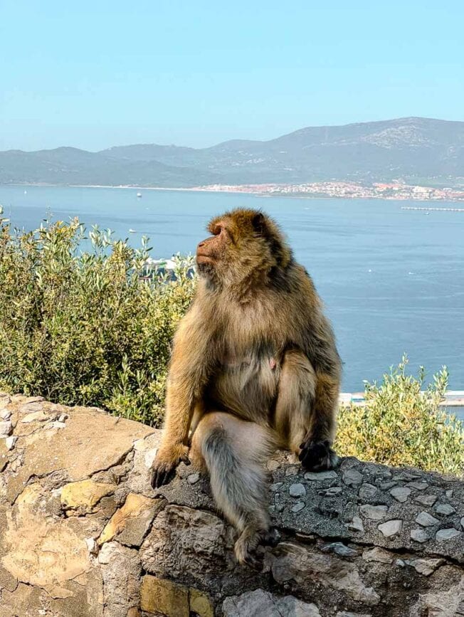 gibraltar affenfelsen