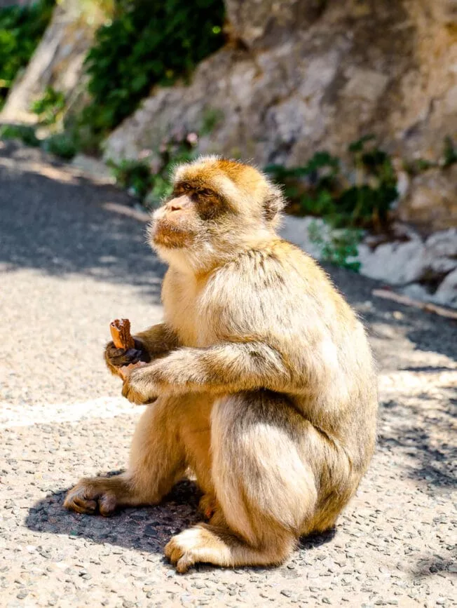 Gibraltar Apes Den