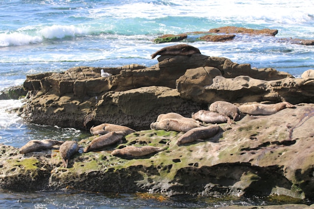 san diego tour robbe 02