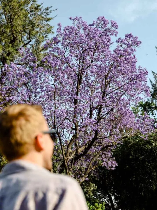 Sevilla lila Jacaranda Bäume