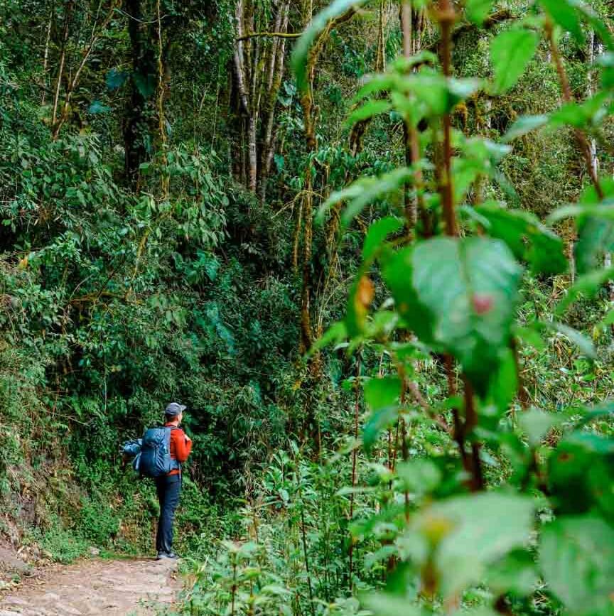 inka trail peru dschungel