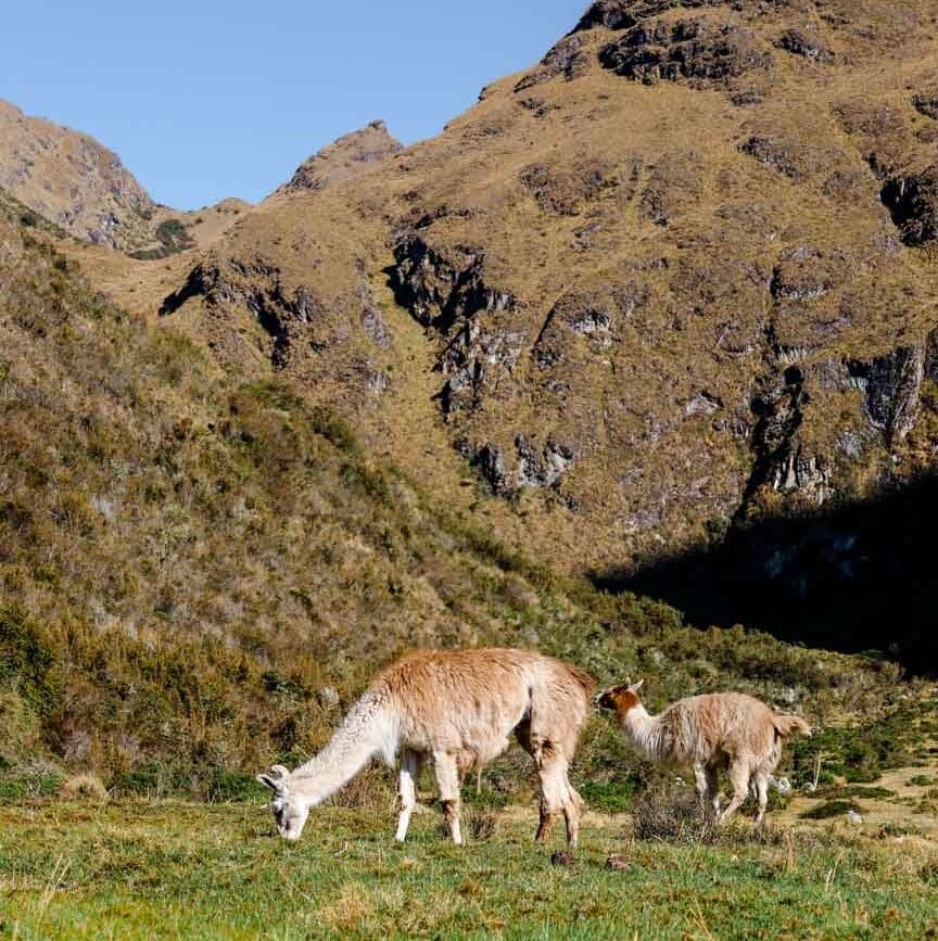 machu picchu wanderung alpakas beim dead womans pass
