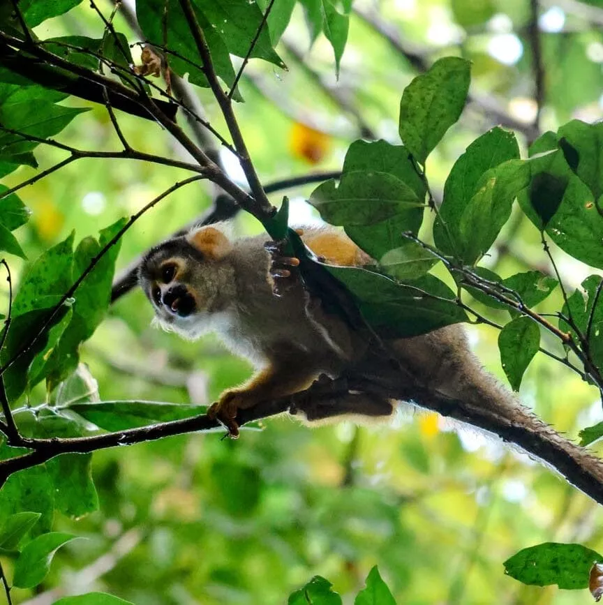 peru amazonas tambopata affe 2