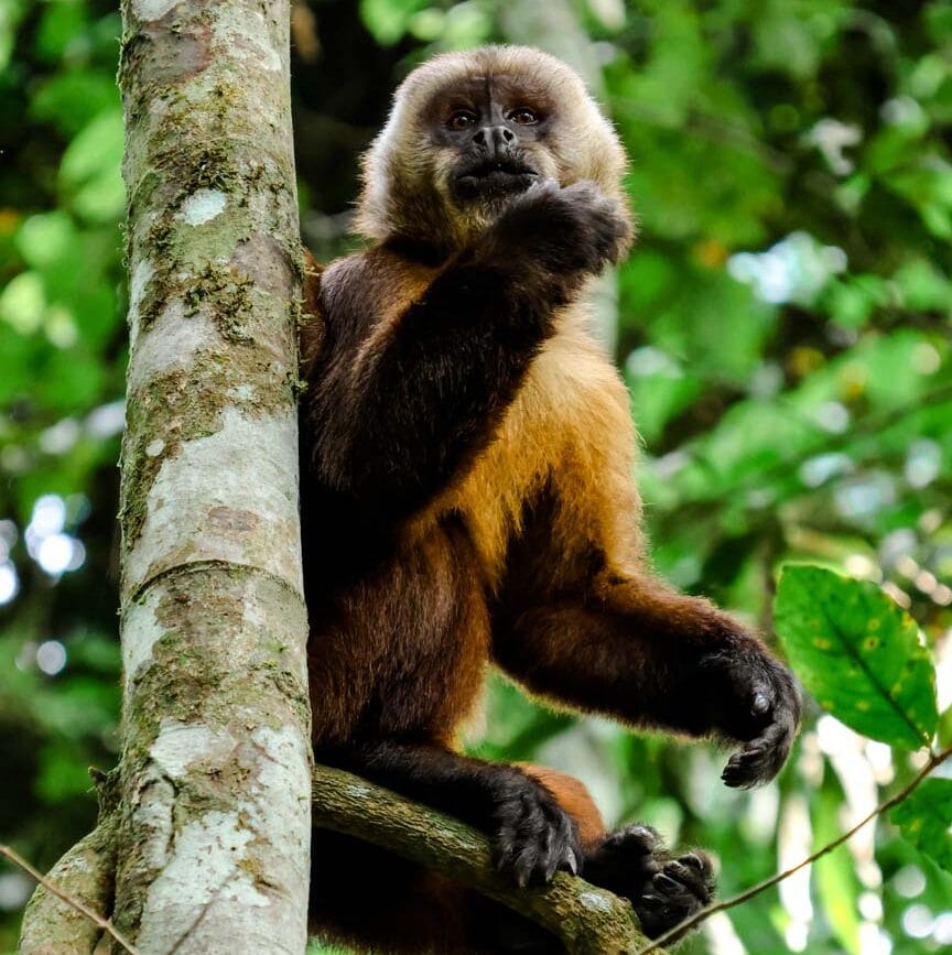 peru amazonas tambopata affe