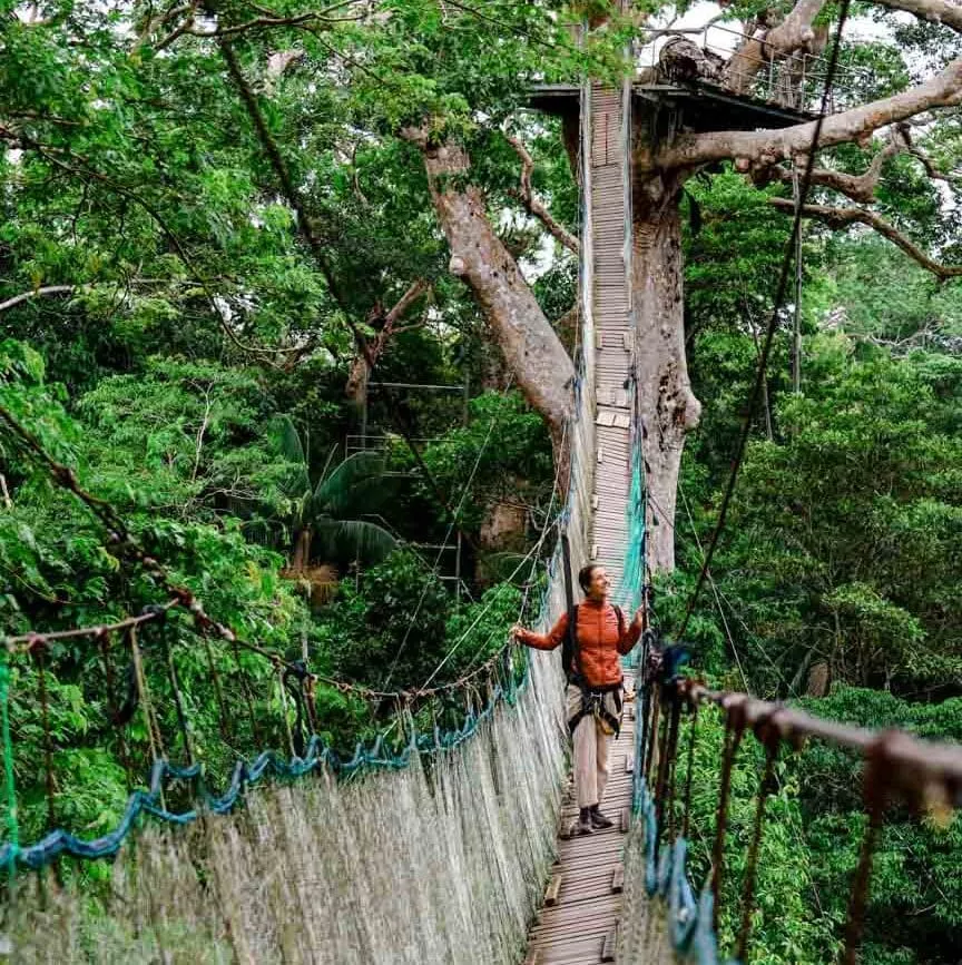 peru amazonas tambopata canopy