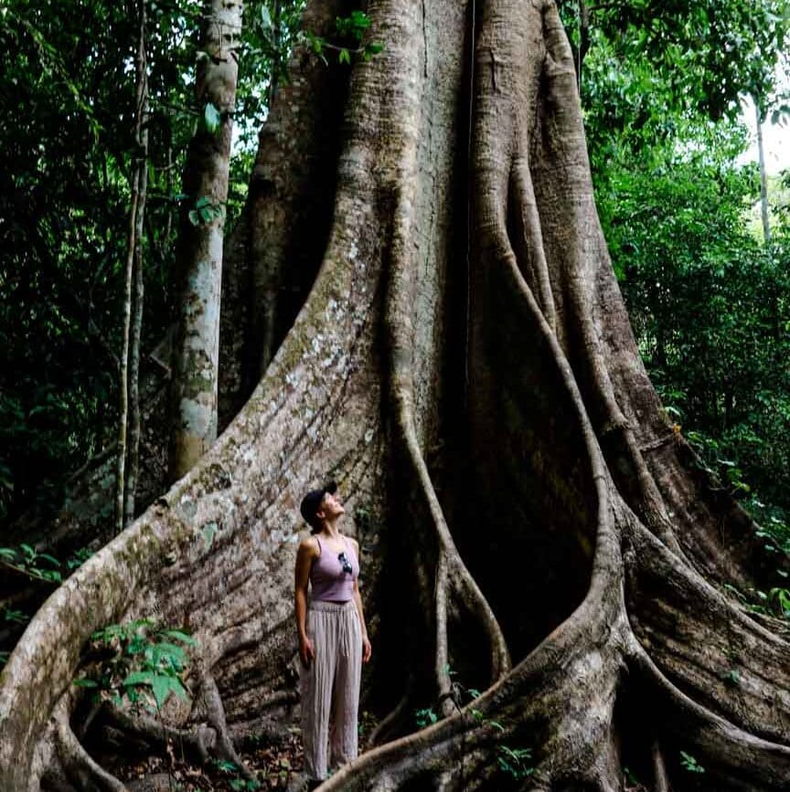 peru amazonas tambopata ficus baum
