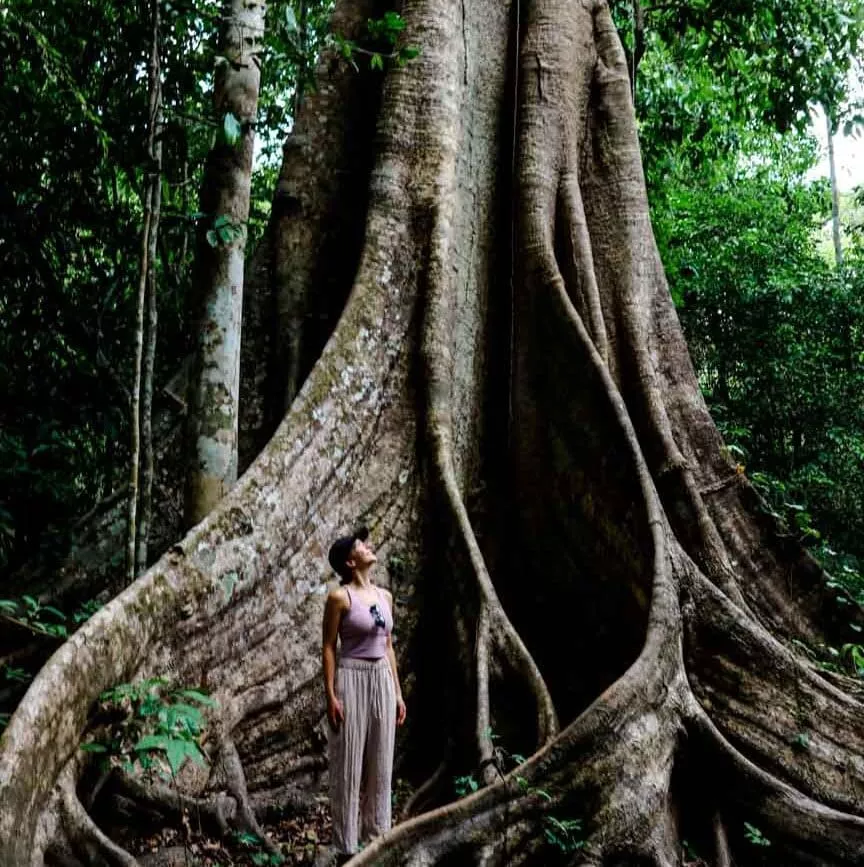 peru amazonas tambopata ficus baum