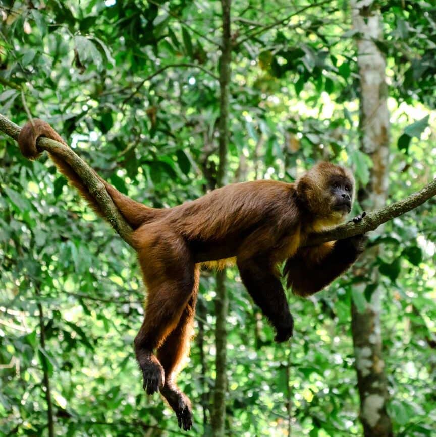 peru amazonas tambopata nationalpark affen