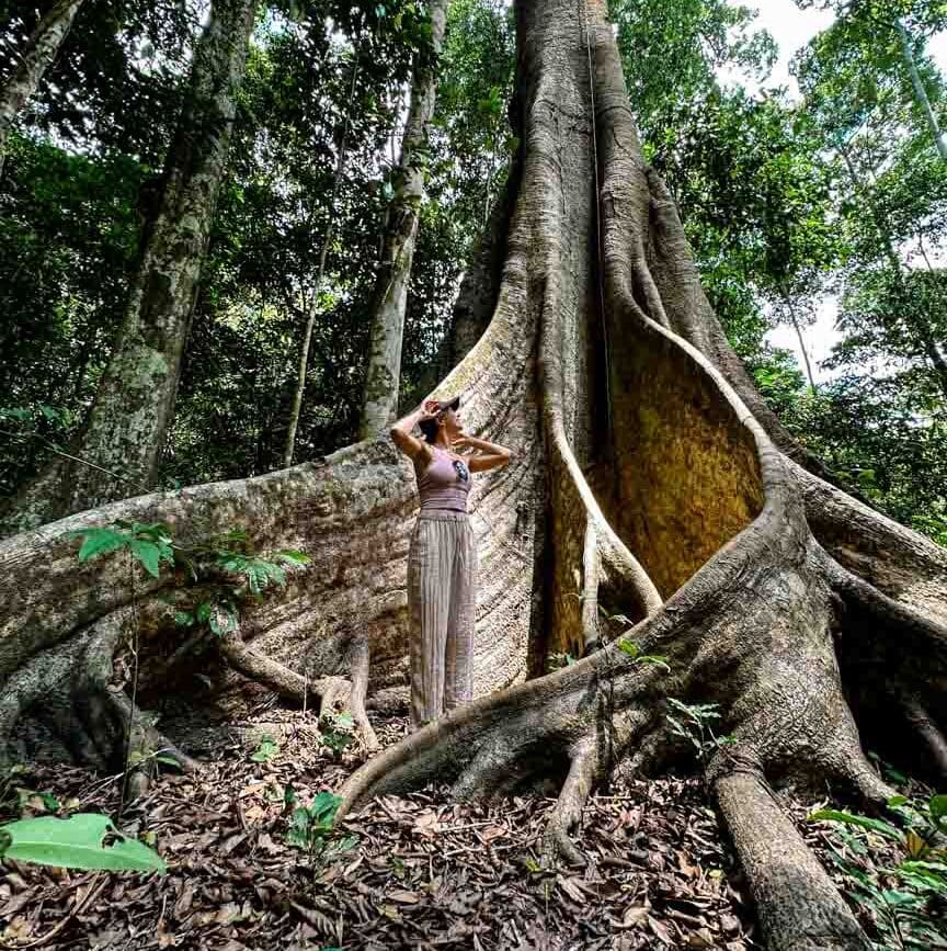peru amazonas tambopata nationalpark grosser ficus baum