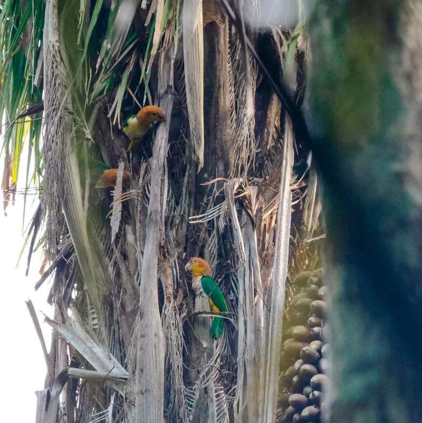 peru amazonas tambopata papagei