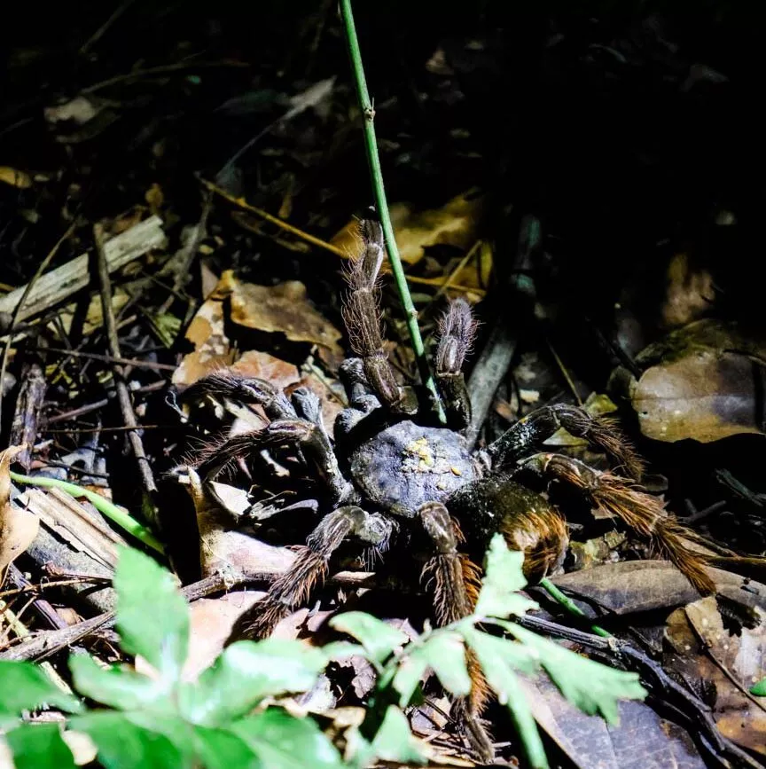 peru amazonas tambopata tarantel