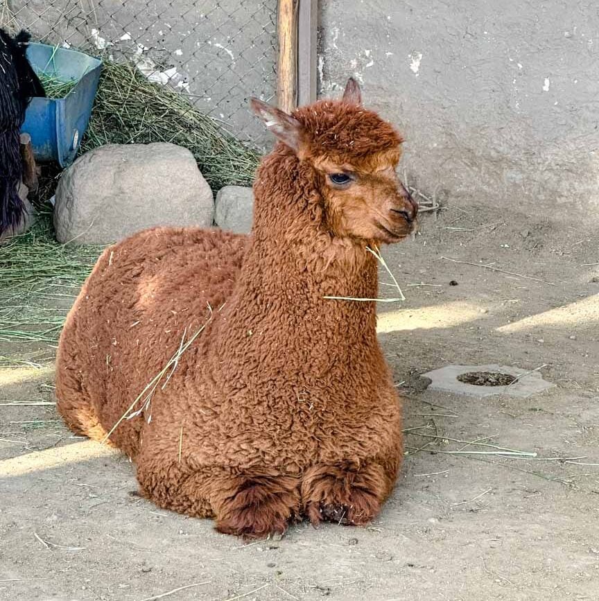 peru arequipa mundo alpaca