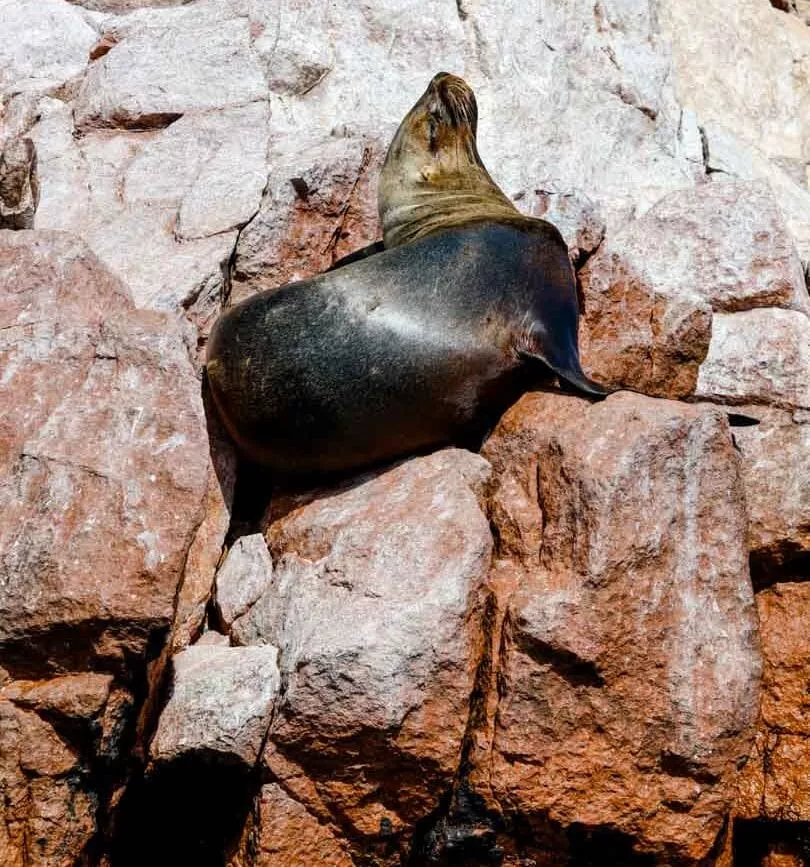 peru paracas ballestas islands robbe