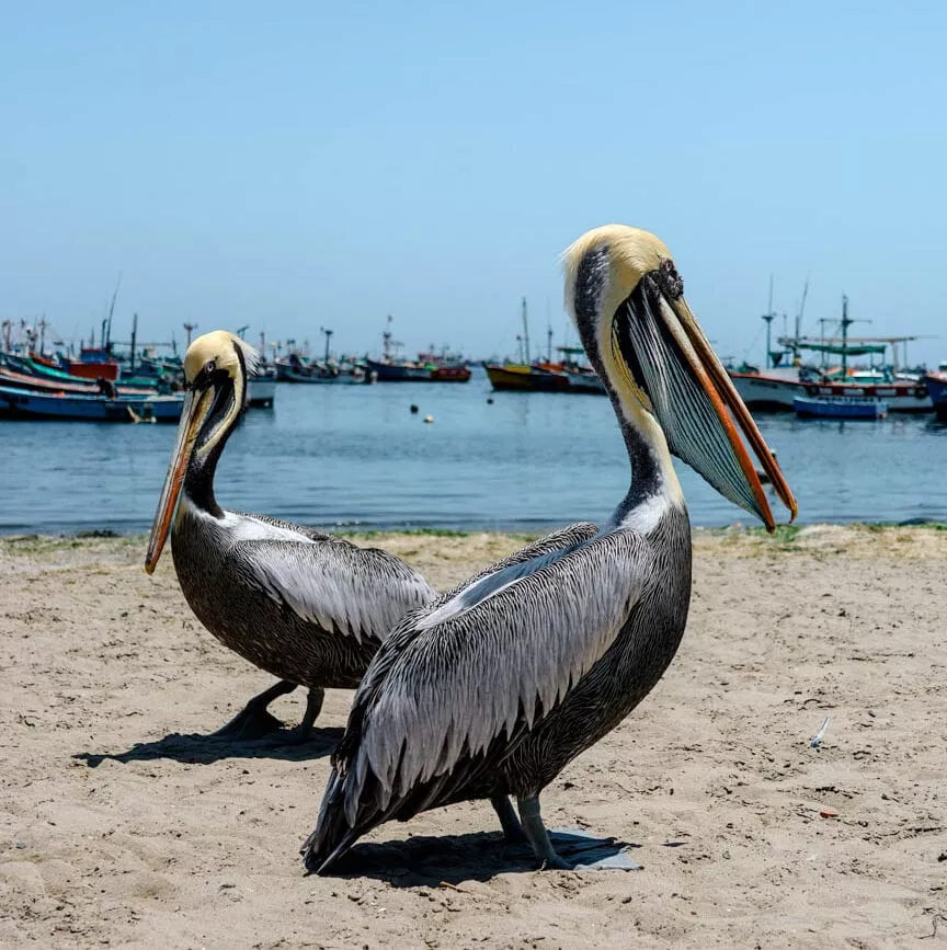 peru paracas pelikane