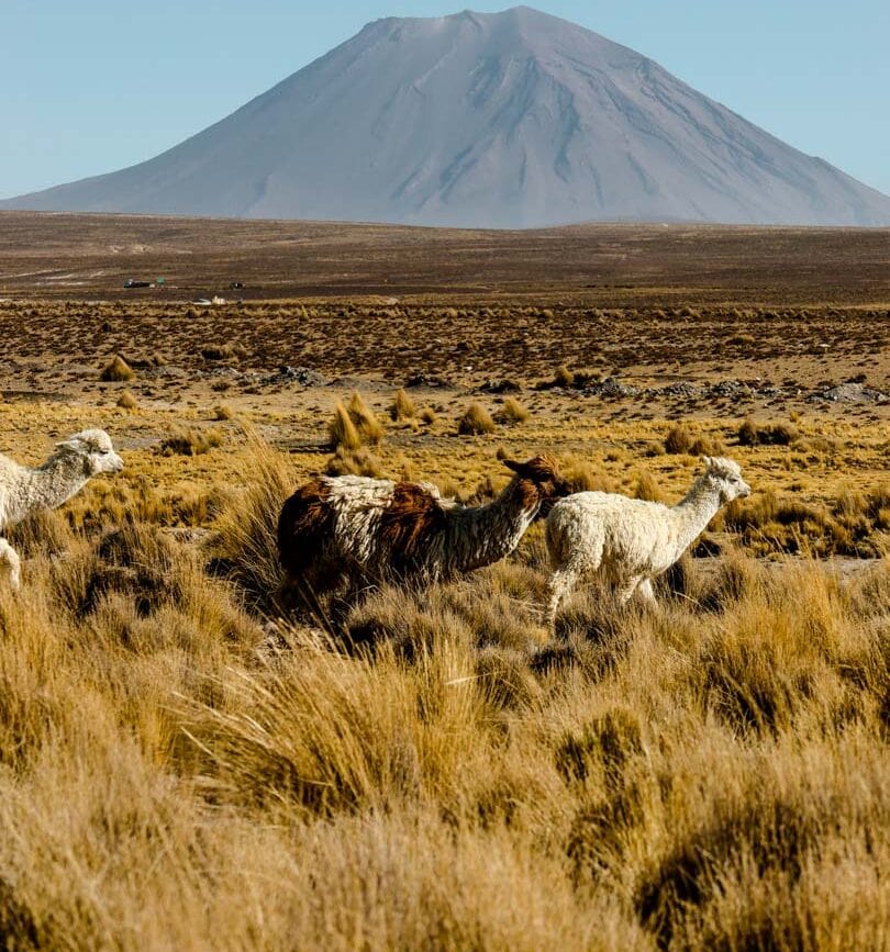 peru vulkan misti alpaka