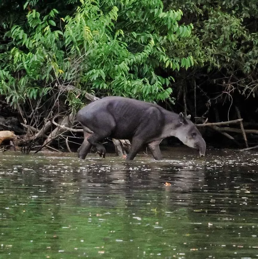 corcovado nationalpark costa rica tapir Corcovado Nationalpark Costa Rica Tapir